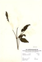 藏品(野鴉椿)的圖片